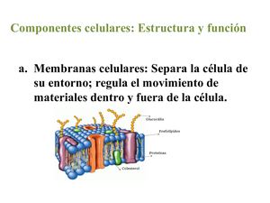 Componentes Celulares