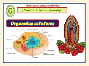 Organela Celulares