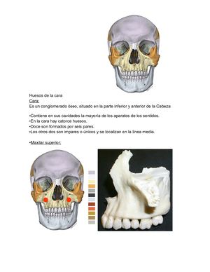 Huesos De La Cara