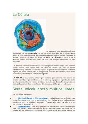 Celula19