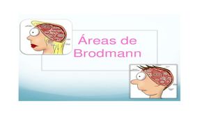 Areas de brodman