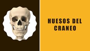 Huesos Del Craneo