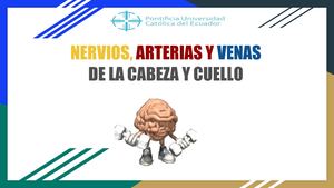 Venas y nervios