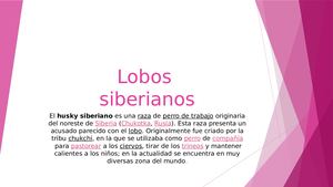 Lobos siberianos o huski siberiano