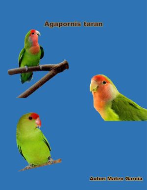 Agapornis Taran