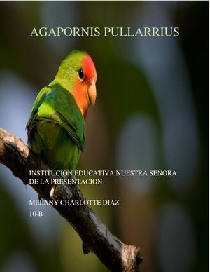 Agapornis Pullarrius