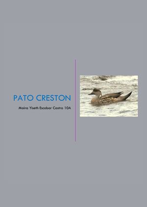 Pato Creston