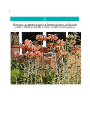 El Extracto De La Planta Kalanchoe Tubiflora Inhibe La Proliferación Celular Al Afectar Al Aparato Mitótico (Bryophyllum Delagoense)