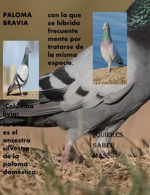 Revista Ave Samuel Velasquez Caviedes