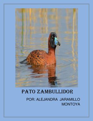 Pato Zambullidor