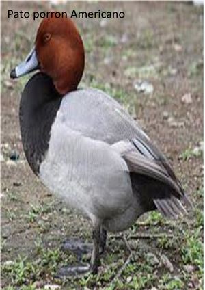 El Porrón Americano