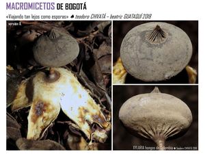 Hongos Bogota Humedal La Conejera (setas o macromicetos) 2018