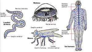 Sistema Nervioso Proyecto Final 8D 2019