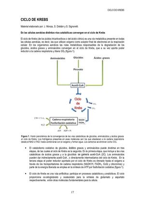 Ciclo De Krebs 2