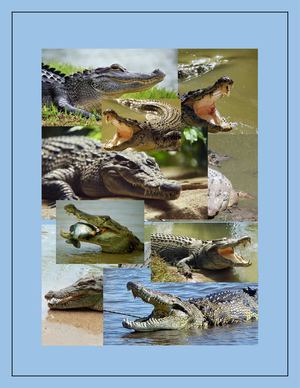 Los Cocodrilos (Trabajo Revista Digital, Literacidad Digital)