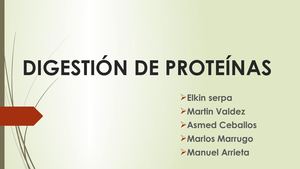 Digestión De Proteínas