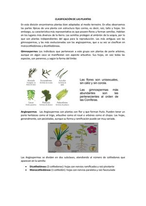 Clasificación De Las Plantas