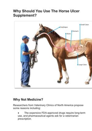 Best Horse Ulcer Supplement Ultimate Buyer Guide