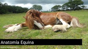 Anatomía Equina