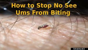 How To Stop No See Ums From Biting