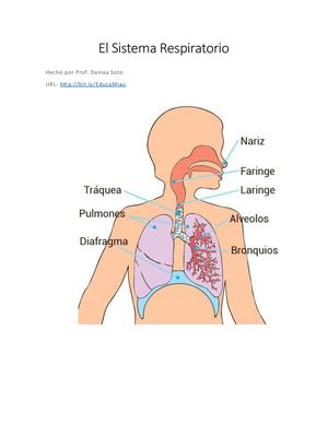 El Sistema Respiratorio