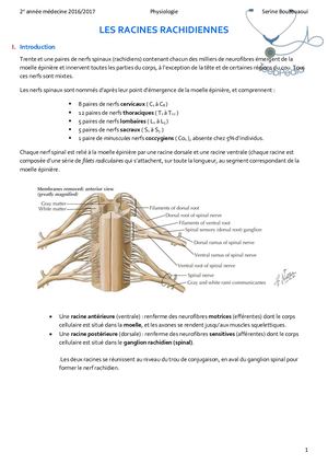1. Les Racines Rachidiennes .