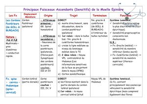 Tableau Des Principaux Fsx Ascendants (sensitifs) De La Moelle épinière