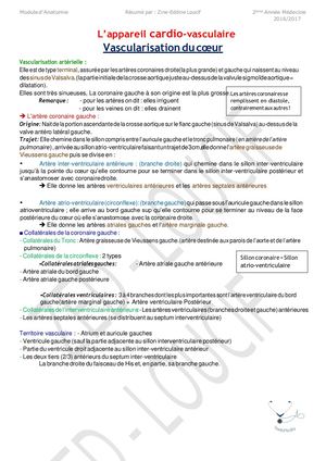 Anatomie Appareil Cardio Vasculaire Vascularisation Du Coeur2
