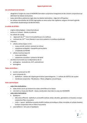 Appareil Génital Male