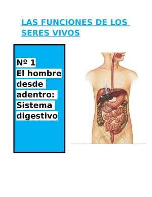 El Sistema Digestivo