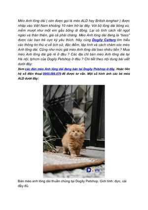 Mèo Anh Lông Dài