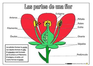 Partes De Una Flor Color