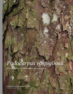 Retrophyllum Rospigliosii