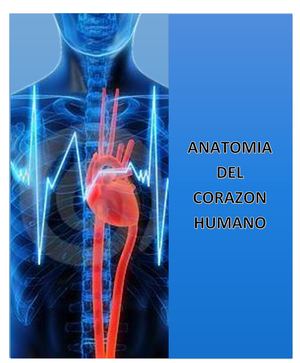 ANATOMÍA DEL CORAZÓN HUMANO