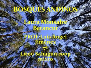 Bosques Andinos