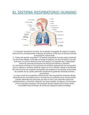 El Sistema Respiratorio Humano