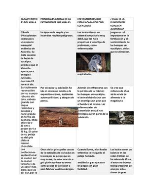 Caracteristicas Del Koala