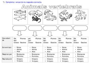 Esquema Vertebrats Examen darrera pregunta 5è