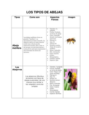 Los Tipos De Abejas