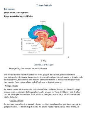 Trabajo Fisiologia Pdf