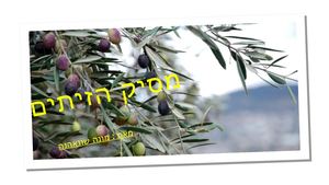 מצגת מסיק הזיתים