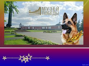 Военные профессии собак