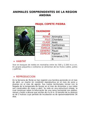 Animales Sorprendentes De La Region Andina