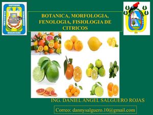 Botanica Fenologia Fisiologia Citricos