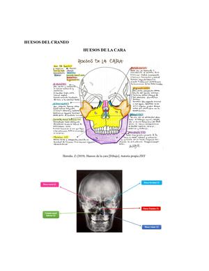 Huesos Del Craneo