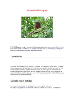 Mono Titi Del Caquetá