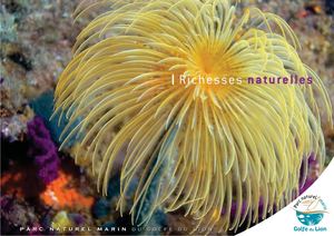 Richesses du golfe du Lion : le patrimoine naturel - Parc naturel marin du golfe du Lion