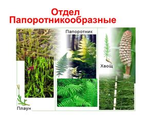папоротниковидные