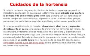 HORTENCIA