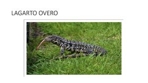 LAGARTO OVERO
